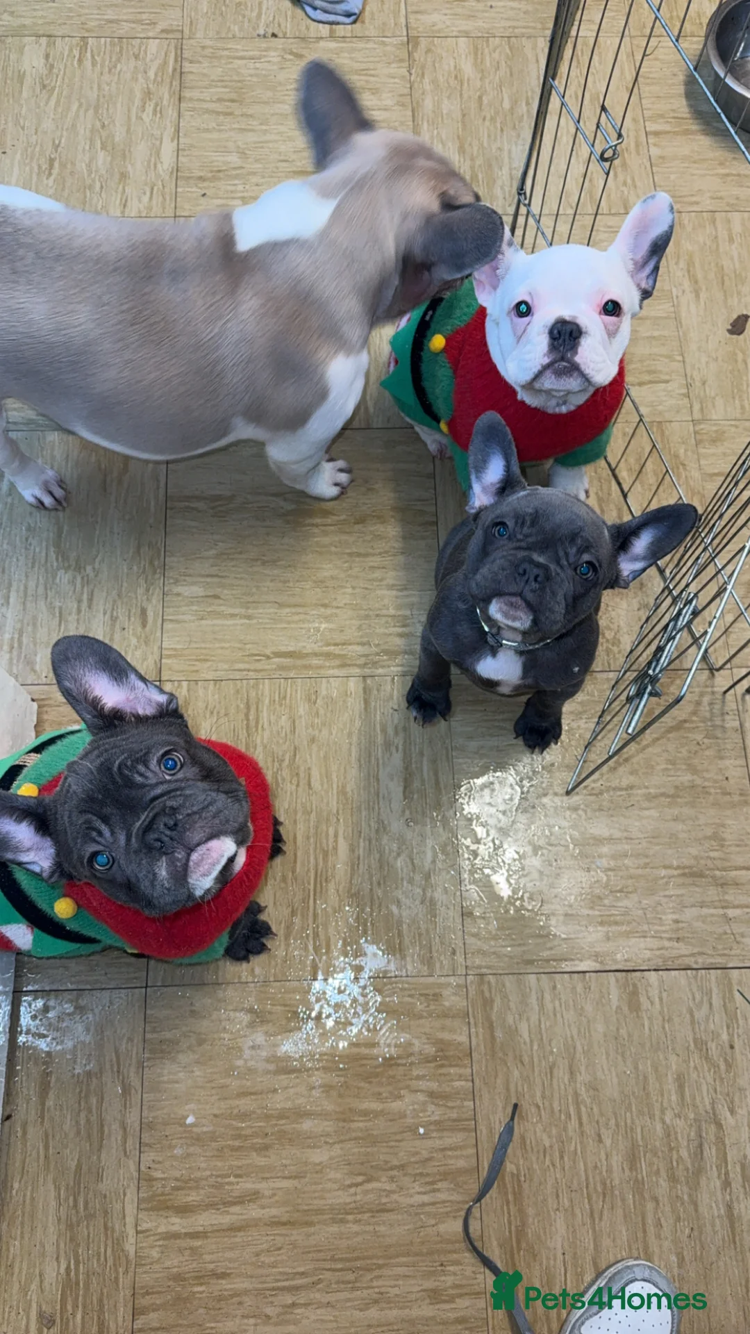 French Bulldog dogs for sale: 2 female French Bulldog –14 weeks old💙 🐾 - Advert 6