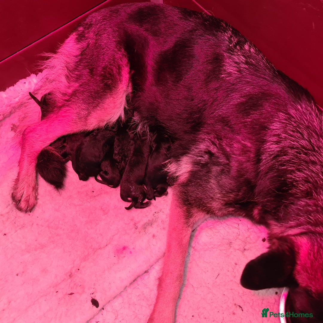 German Shepherd dogs for sale: Straight backed German Shepherd  - Advert 1