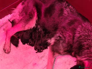 German Shepherd dogs Straight backed German Shepherd - Advert 3