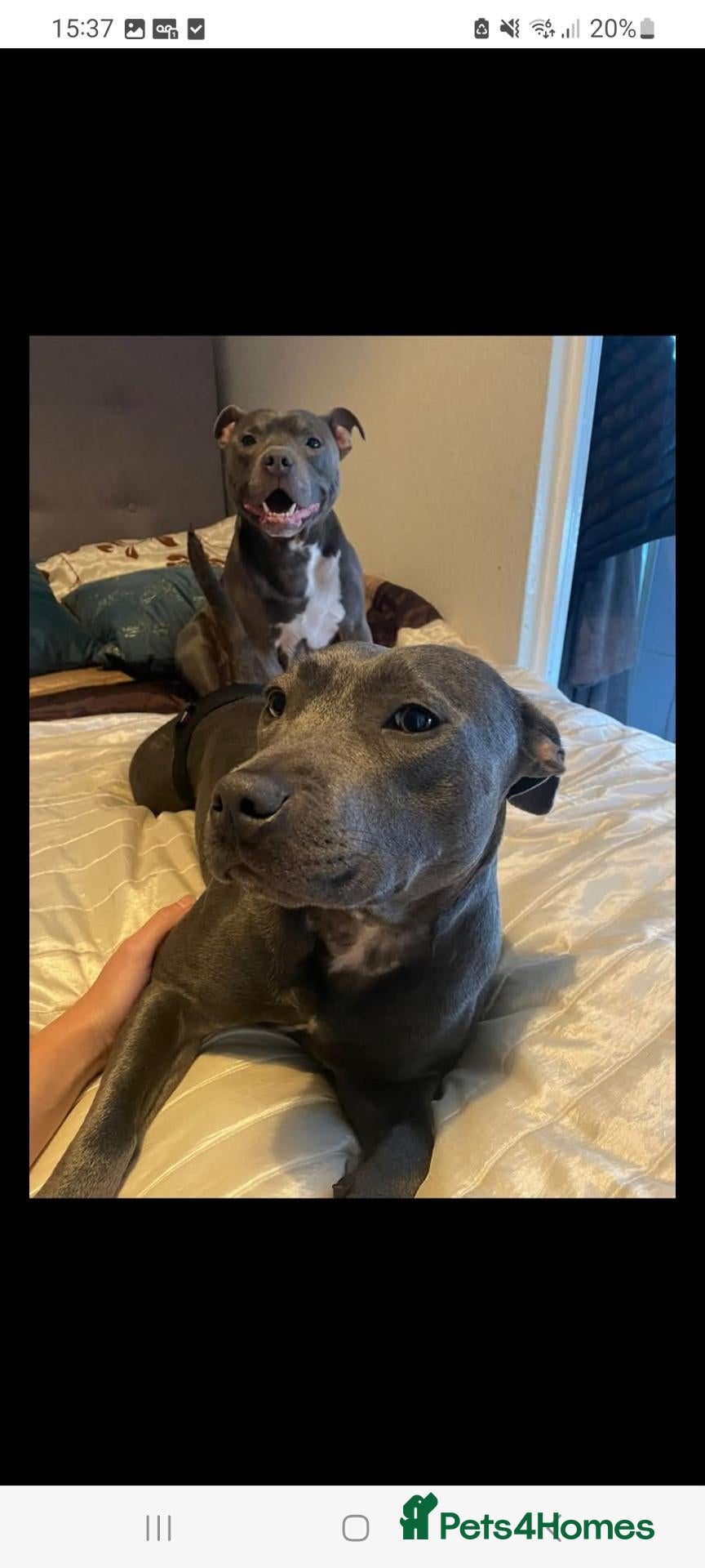 Staffordshire Bull Terrier dogs KC REGISTERED BEAURIFUL BLUE STAFFS - Advert 1