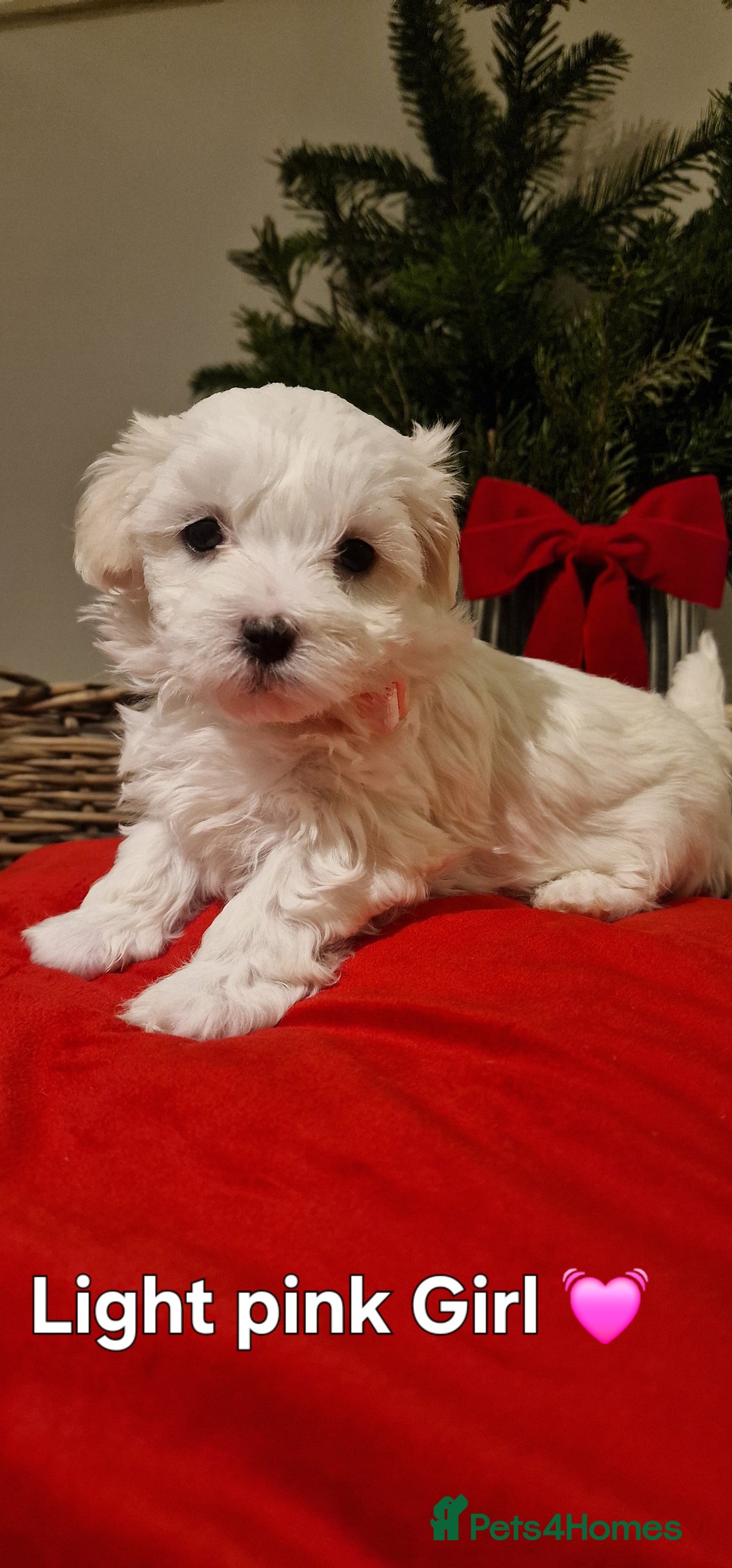 Maltese dogs for sale: 🐶🤍 Beautiful Maltese Girl Puppies 🤍🐶 - Advert 16