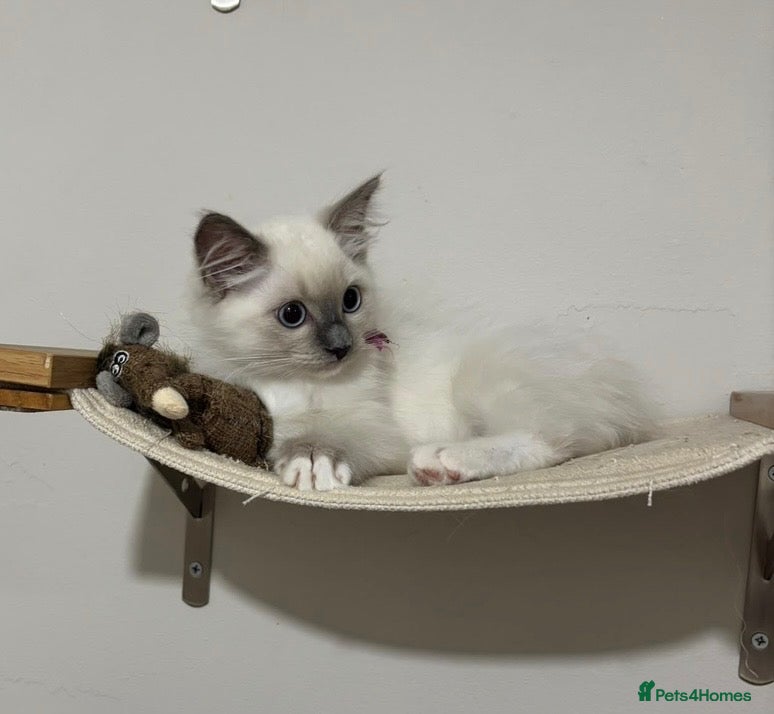 Ragdoll cats Ragdoll ready now 1 female and 1 male - Advert 2