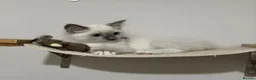 Ragdoll cats for sale: Ragdoll ready now 1 female and 1 male - Advert 1