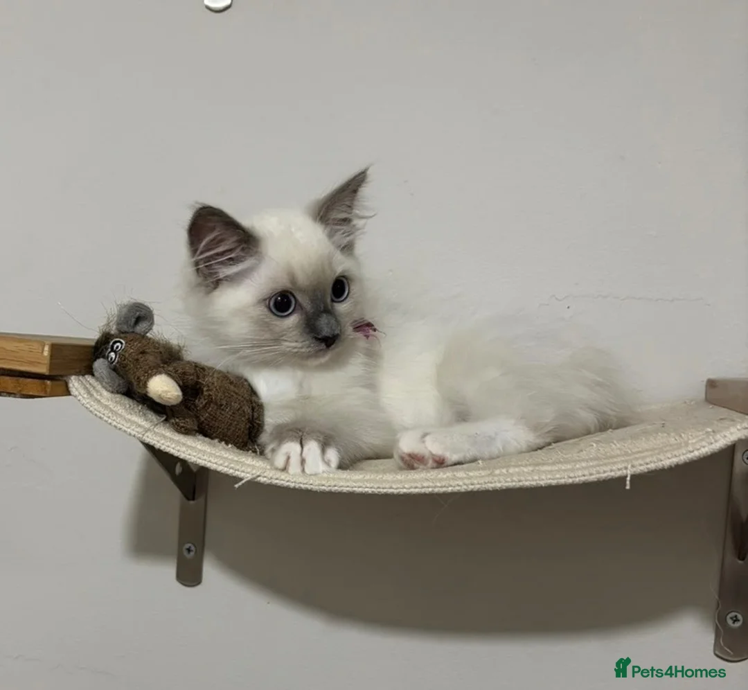 Ragdoll cats for sale: Ragdoll ready now 1 female and 1 male - Advert 1