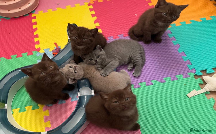 British Shorthair cats - Advert 10