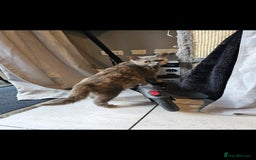 British Shorthair cats for sale: British Shorthair female - Image 6