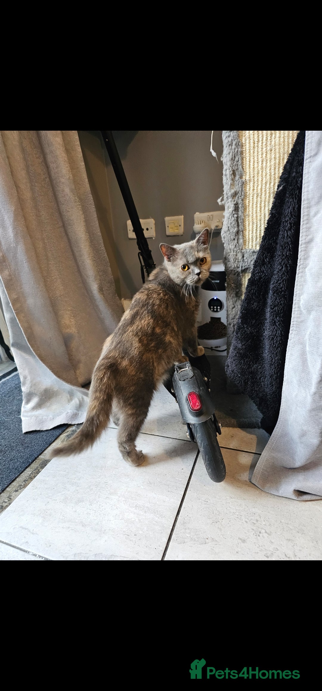 British Shorthair cats for sale: British Shorthair female - Image 6