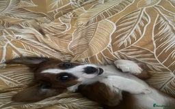 Mixed Breed dogs for adoption: Ornella  - Image 7