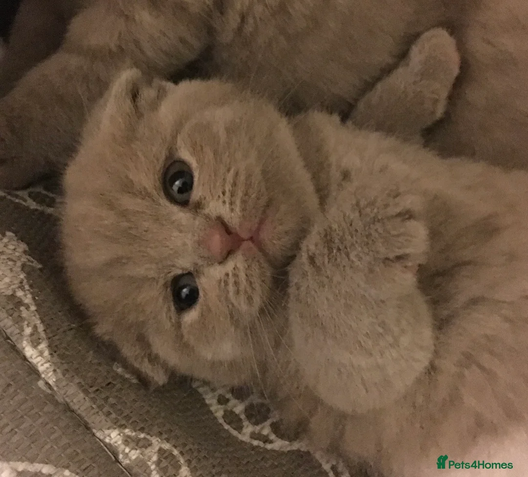 Scottish Fold cats for sale: Pedigree Scottish fold kittens  - Advert 1