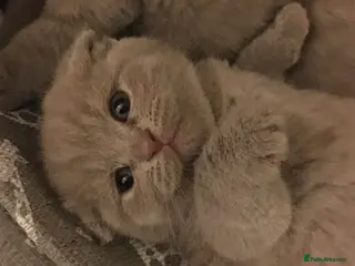 Scottish Fold cats Pedigree Scottish fold kittens - Advert 1