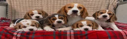 Beagle dogs for sale: BEAUTIFUL (SHOW TYPE) BEAGLE PUPPIES READY NOW - Advert 10