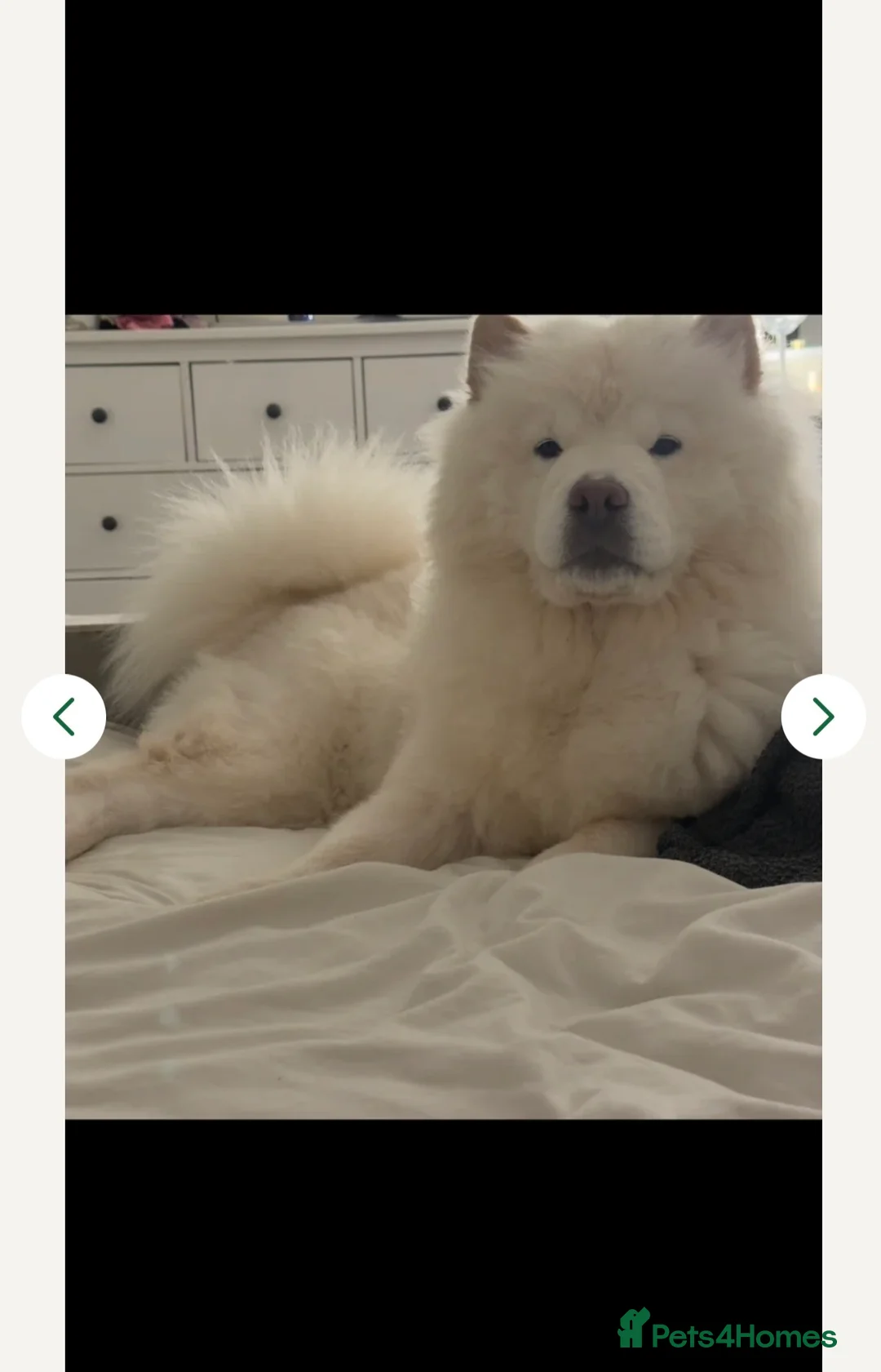 Chow Chow dogs for sale: Gorgeous Loving Chow Chow Girl, Age 1 in London - Advert 2