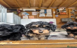 Mixed Breed dogs for sale: Daxiepoos (council licensed breeders) - Image 8