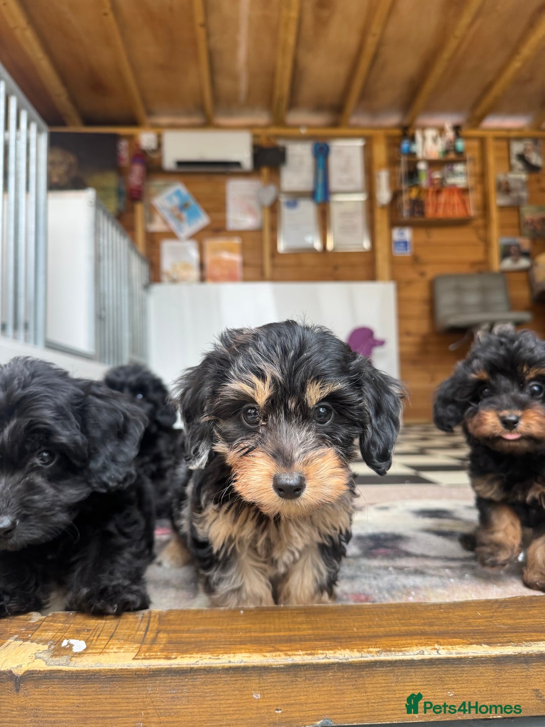 Mixed Breed dogs for sale: Daxiepoos (council licensed breeders) - Image 8
