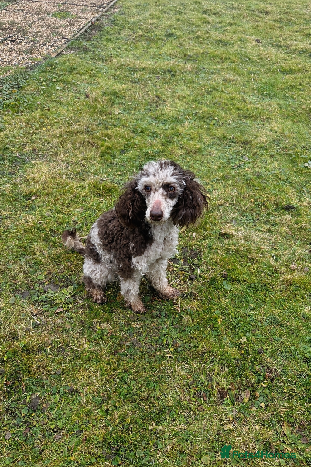 Miniature Poodle dogs Stunning looking male miniature poodle  - Advert 15