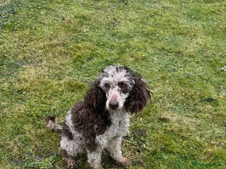 Miniature Poodle dogs Stunning looking male miniature poodle - Advert 15