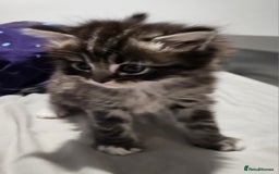 Mixed Breed cats for sale: Ragdoll x scottish fold kittens. Long haired - Image 16