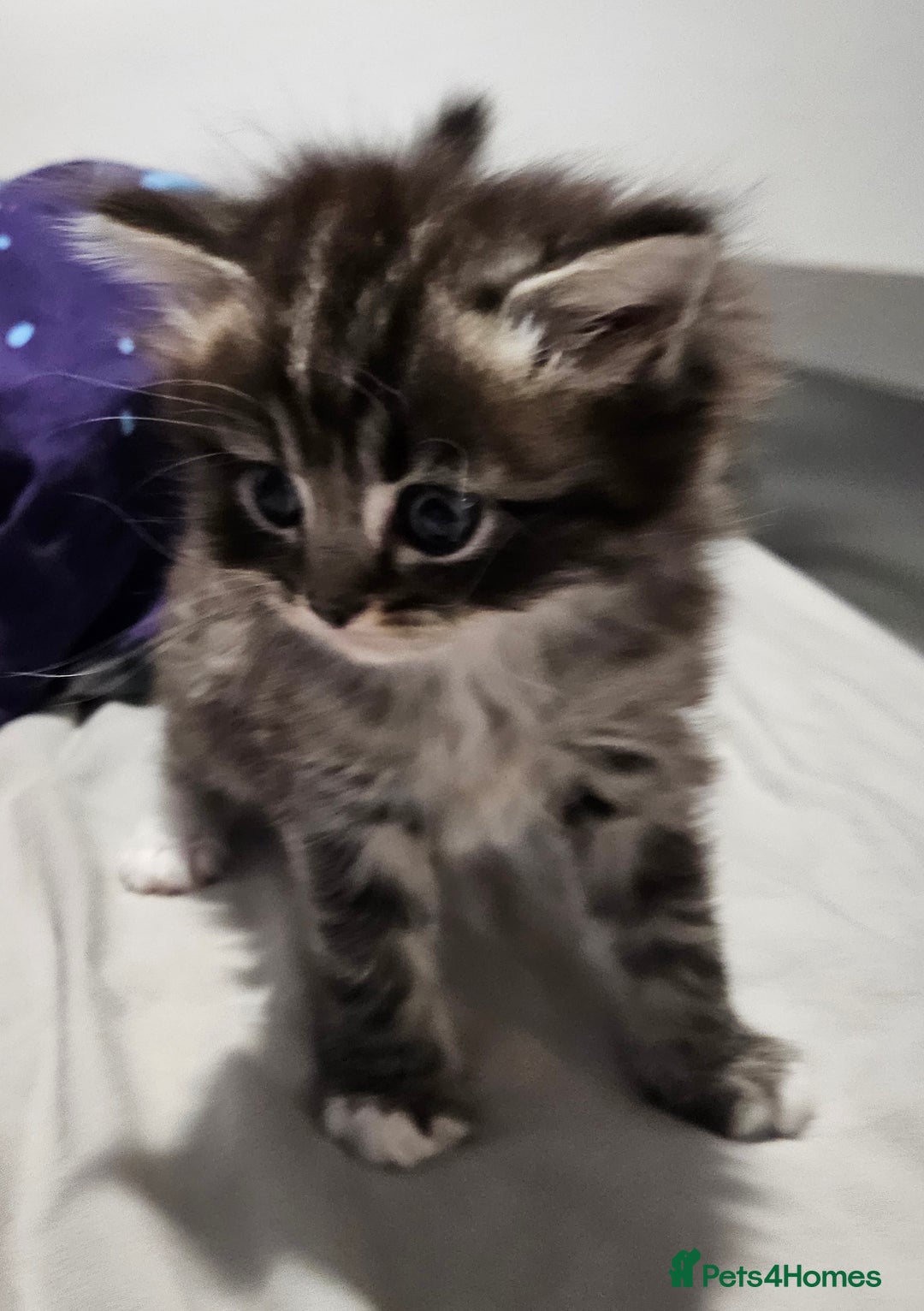 Mixed Breed cats for sale: Ragdoll x scottish fold kittens. Long haired - Image 16