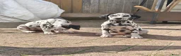 Dalmatian dogs for sale: Last girl x  - Advert 4
