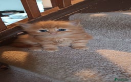 Persian cats for sale: Persian X Beautiful friendly ginger kittens  - Image 20