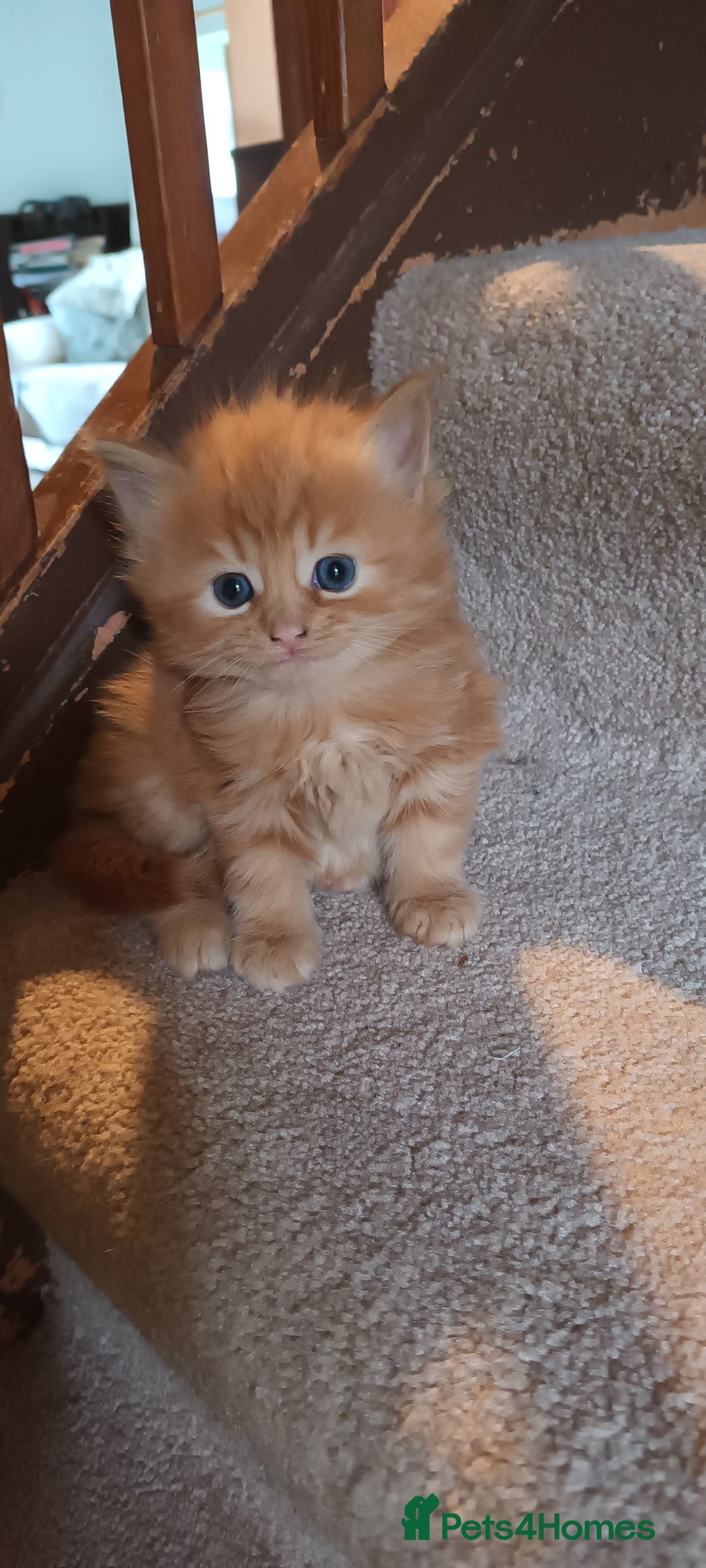 Persian cats for sale: Persian X Beautiful friendly ginger kittens  - Image 20