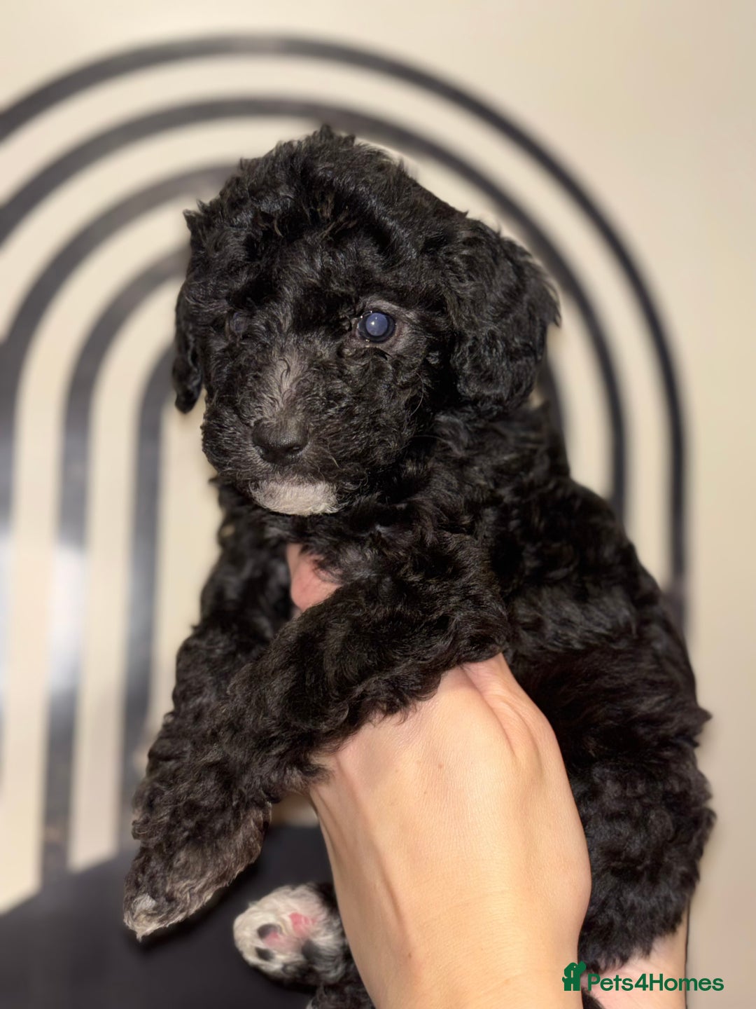 Poochon dogs for sale: Beautiful Poochon’s  - Advert 7