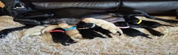Labrador Retriever dogs for sale: Pedigree Labrador Puppies ready 10th September  - Advert 8