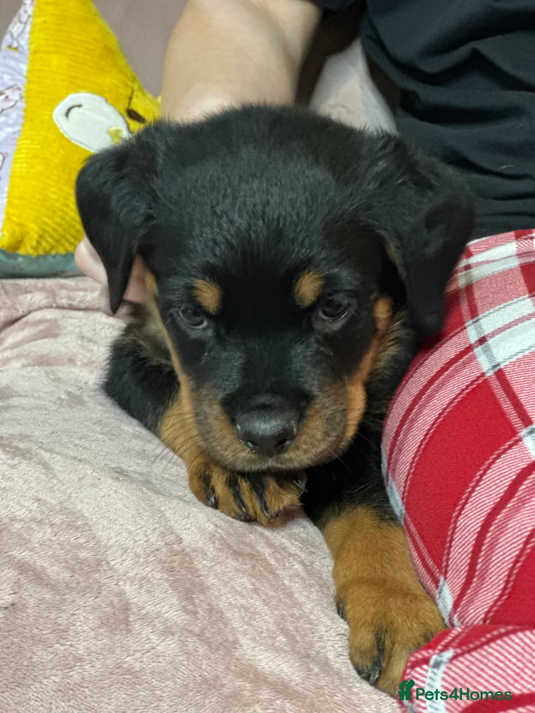 Rottweiler dogs for sale: Chunky Rottweiler puppies  - Advert 11