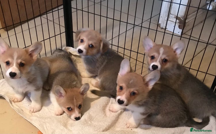Welsh Corgi Pembroke dogs - Advert 1