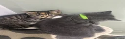 British Shorthair cats for sale: Cuteness Alert - Five BSH kittens ready to rehome - Advert 9