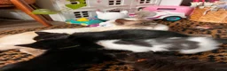 Mixed Breed cats for sale: Beautiful Mixed Breed Ragdoll Kittens! in Cambridge - Advert 6
