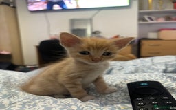 Domestic Shorthair cats for sale: 2 gorgeous short hair ginger male cats for sale 🏡 - Image 4