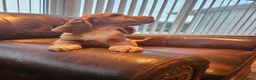 Cocker Spaniel dogs for sale: Cocker Spaniel pups in Omagh - Advert 5
