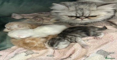 Persian cats Chinchilla kittens  - Advert 1