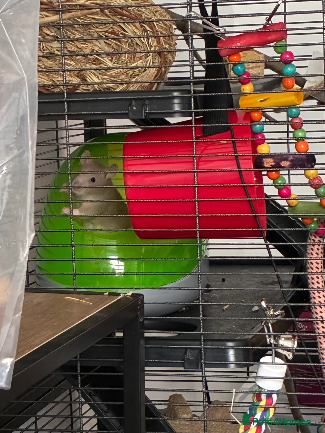 Rat rodents for sale: Ben and Jerry  - Advert 2