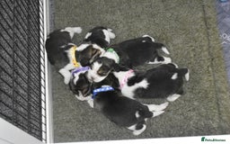 Beagle dogs for sale: Beautiful KC Beagle Puppies – DNA Health Tested  - Image 15