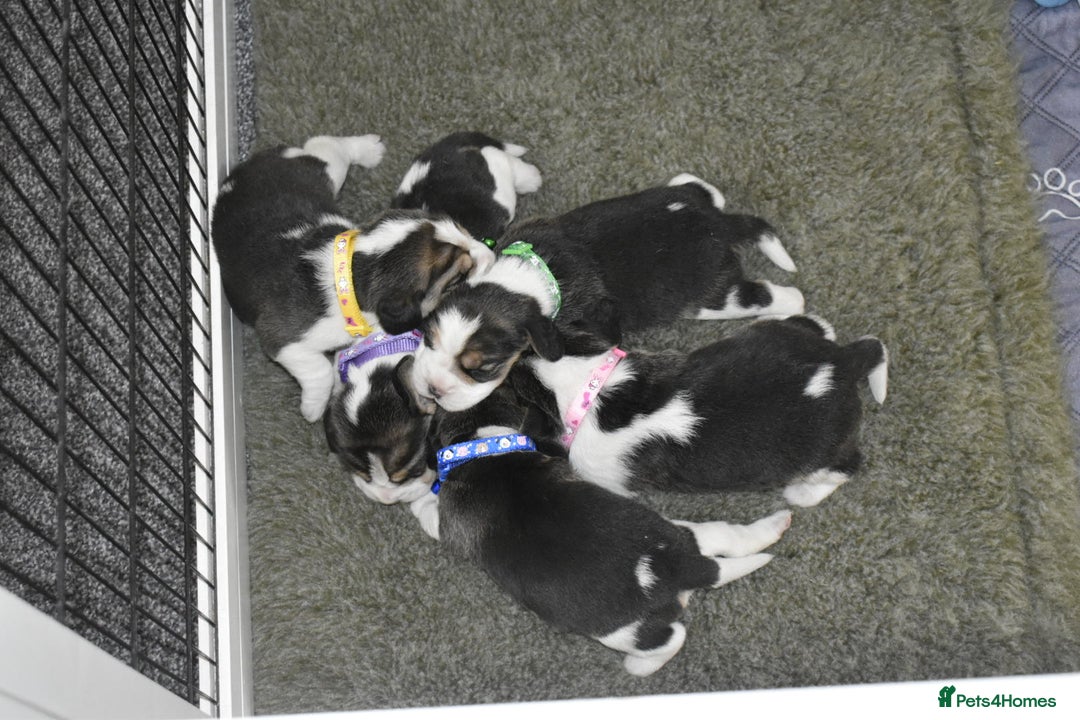 Beagle dogs for sale: Beautiful KC Beagle Puppies – DNA Health Tested  - Image 15