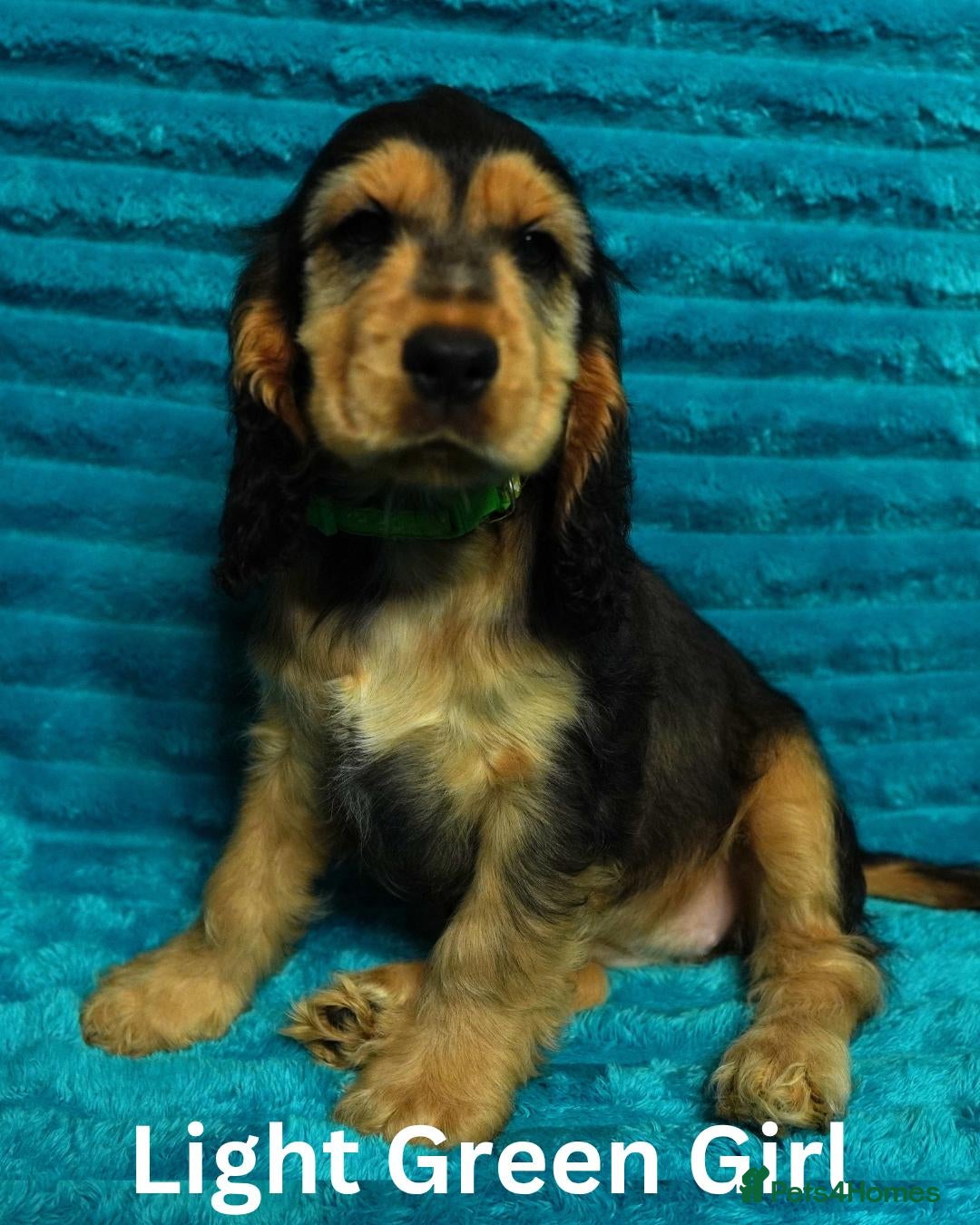 Cocker Spaniel dogs Quality, Show Type, Cocker Spaniel Puppies - Advert 1