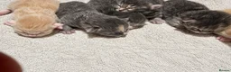 Ragcoon cats for sale: The best F1 Ragcoon kittens.  - Advert 9
