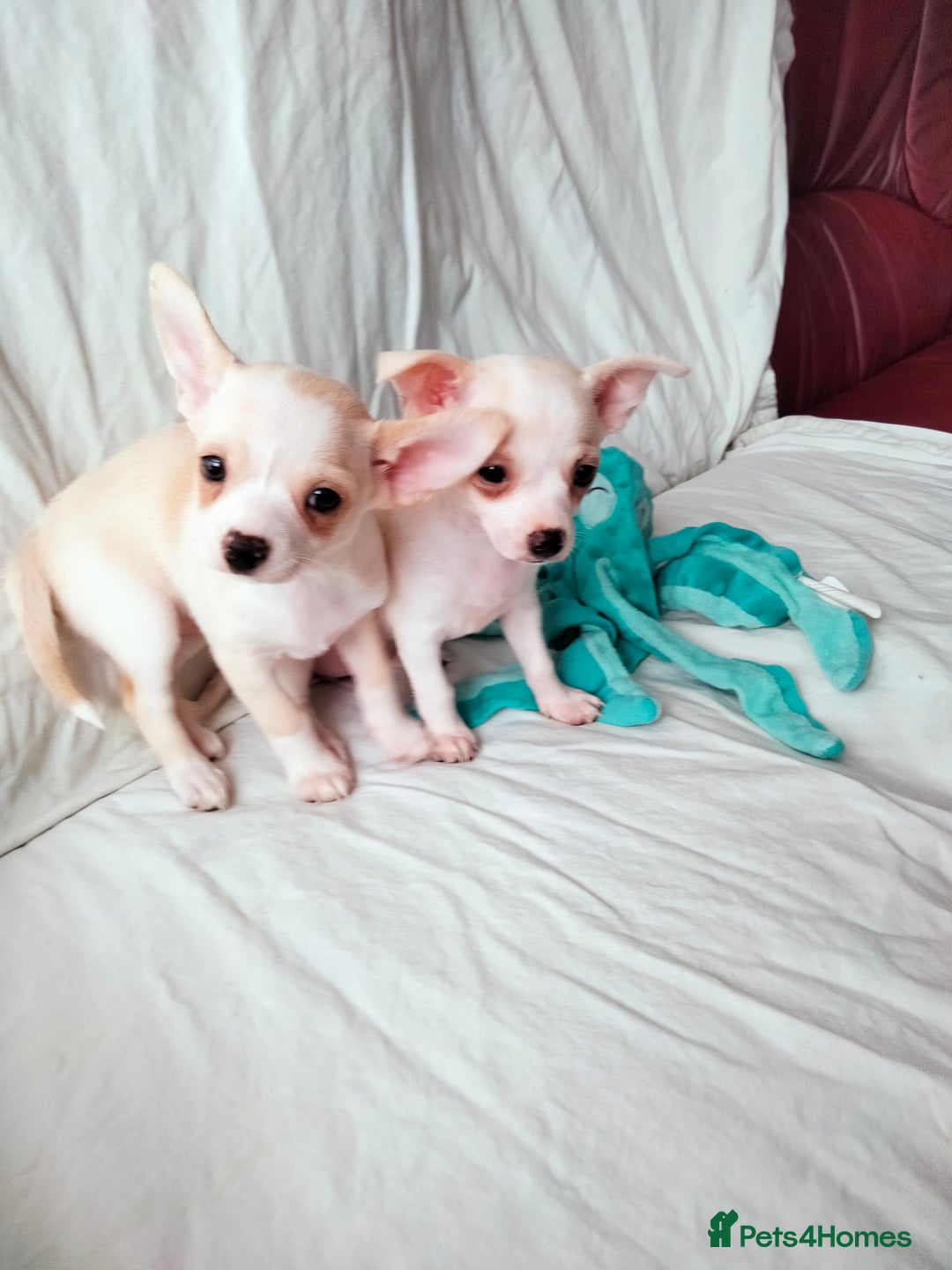 Chihuahua dogs for sale: Gorgeous Baby Chihuahua puppies  - Image 29