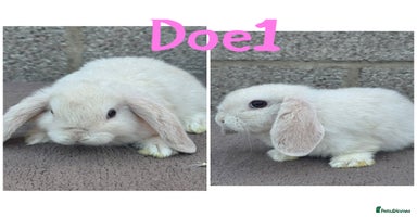 Mini Lop rabbits - Advert 4