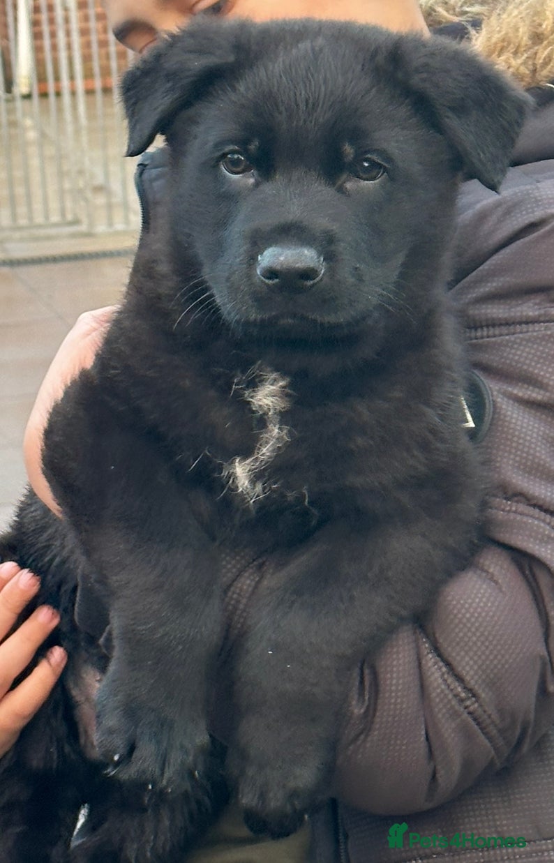 German Shepherd dogs MASSIVE GERMAN SHEPHERD-PUPPIES FOR SALE - Advert 6