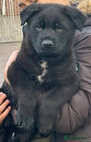 German Shepherd dogs TOP CHAMPION LINE GERMAN SHEPHERD PUPPIES FOR SALE - Advert 4