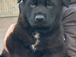 German Shepherd dogs MASSIVE GERMAN SHEPHERD-PUPPIES FOR SALE - Advert 3