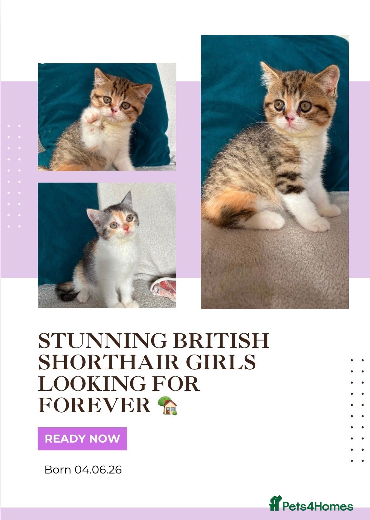 British Shorthair cats READY NOW beautiful British shorthair girls - Advert 18