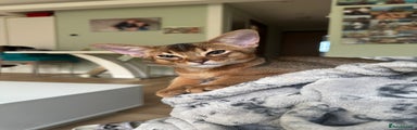 Abyssinian Kitten 1