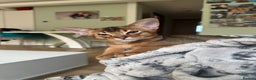 Abyssinian cats for sale: Pedigree Abyssinian kittens  - Advert 25