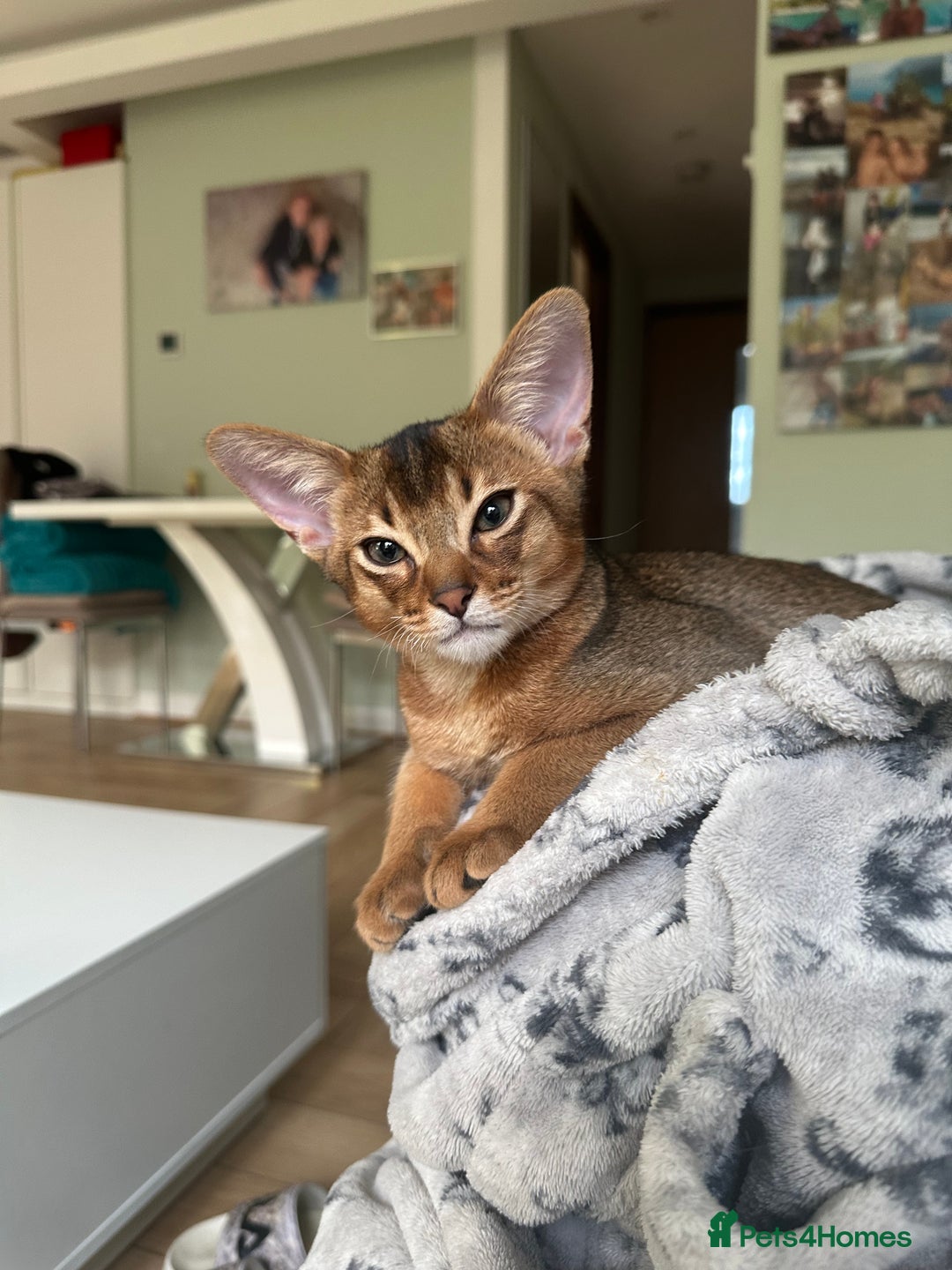 Abyssinian cats for sale: Pedigree Abyssinian kittens  - Advert 25