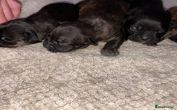 Mixed Breed dogs for sale: 7 Beautiful French Bulldog/cocker spaniel puppies. - Image 13