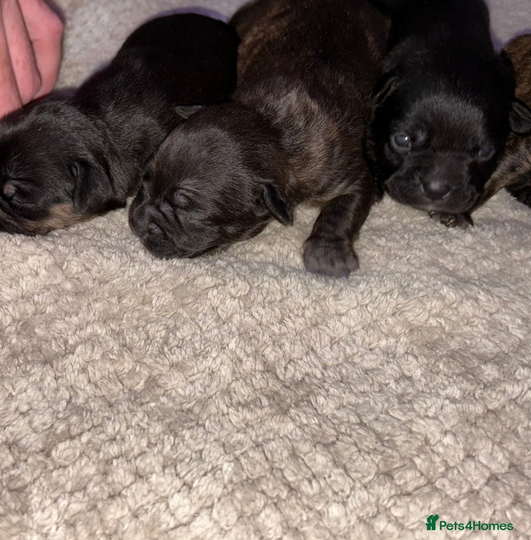 Mixed Breed dogs for sale: 7 Beautiful French Bulldog/cocker spaniel puppies. - Image 13